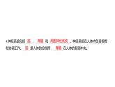 4.5 身体的“联络员”习题课件 五年级科学上册 教科版