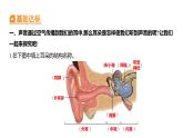 1.4 我们是怎样听到声音的 (习题课件) 四年级上册科学教科版