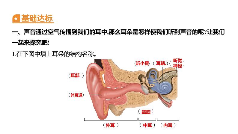 1.4 我们是怎样听到声音的 (习题课件) 四年级上册科学教科版02