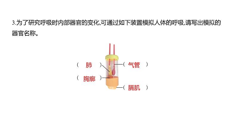 2.1 感受我们的呼吸 (习题课件) 四年级上册科学教科版03