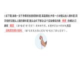 2.8 食物在身体里的旅行 (习题课件) 四年级上册科学教科版