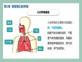 教科版(2017)科学四年级上册第二单元《呼吸与消化》复习课件