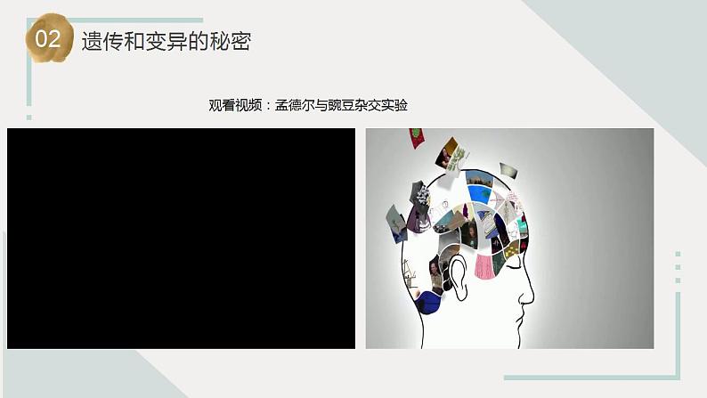 苏教版科学六年级上册 第7课 寻找遗传与变异的秘密 教学课件+同步练习+同步教案07