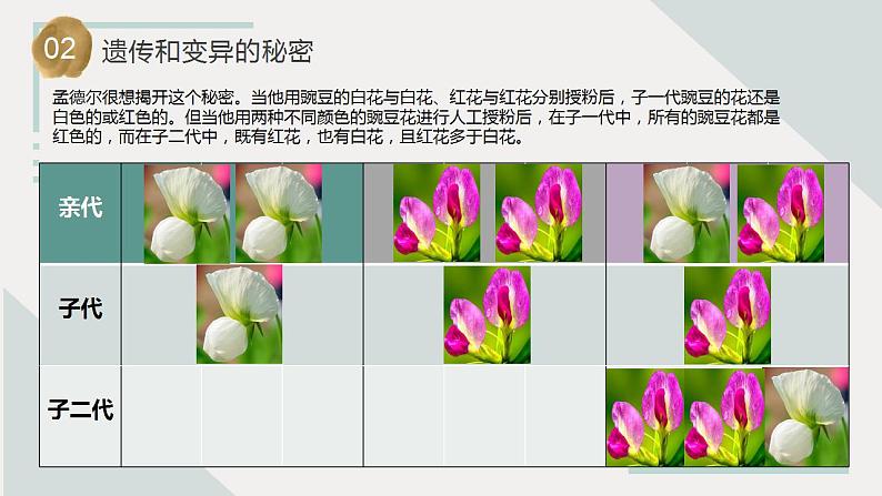 苏教版科学六年级上册 第7课 寻找遗传与变异的秘密 教学课件+同步练习+同步教案08