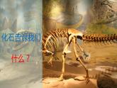 蘇教版小學六年級上冊 第10課 用化石作證據(jù) 教學課件+同步練習