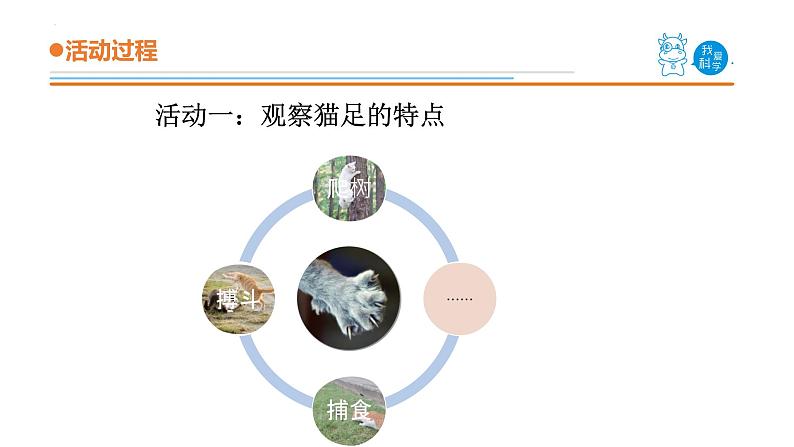 青岛版三年级上册科学1.《动物的四肢》（课件）04