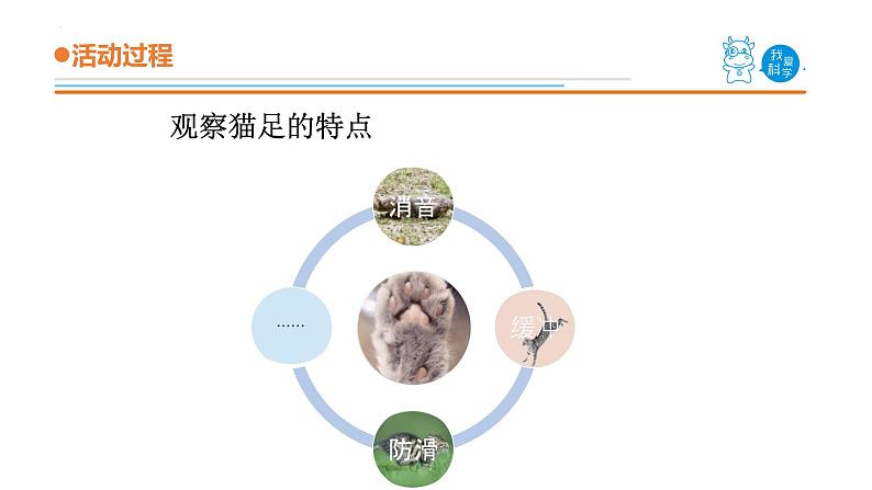 青岛版三年级上册科学1.《动物的四肢》（课件）05