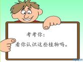 青岛版三年级上册科学5.植物的身体（课件）