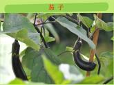 青岛版三年级上册科学5.植物的身体（课件）