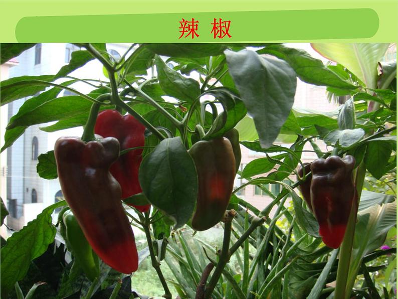 青岛版三年级上册科学5.植物的身体（课件）05