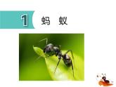 1.蚂蚁（课件）四年级上册科学青岛版