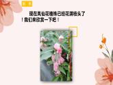 四年级教科版下册科学1.5《凤仙花开花了》教学课件