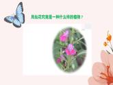 四年级教科版下册科学1.5《凤仙花开花了》教学课件