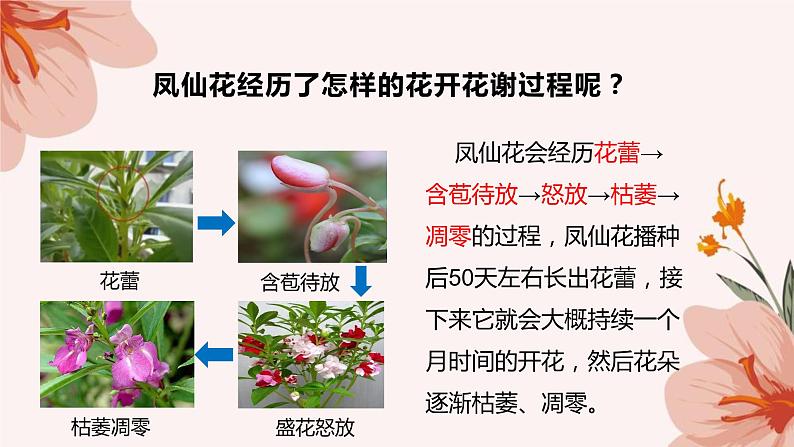 四年级教科版下册科学1.5《凤仙花开花了》教学课件06