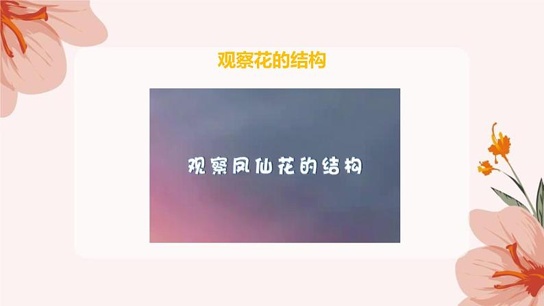 四年级教科版下册科学1.5《凤仙花开花了》教学课件08