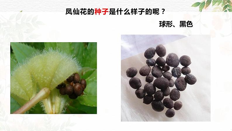 四年级教科版下册科学1.2种植凤仙花教学课件第5页