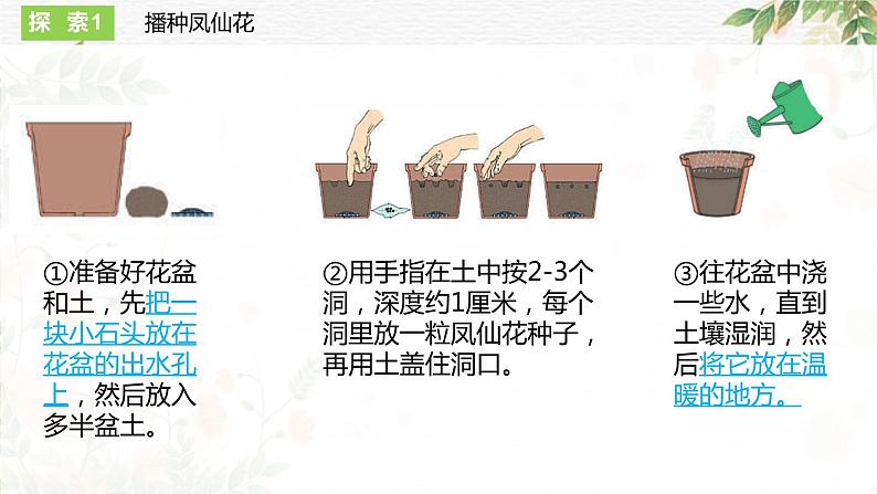 四年级教科版下册科学1.2种植凤仙花教学课件第7页