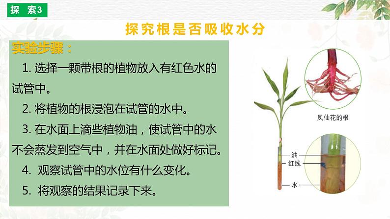 四年级教科版下册科学1.3种子长出了根教学课件第6页