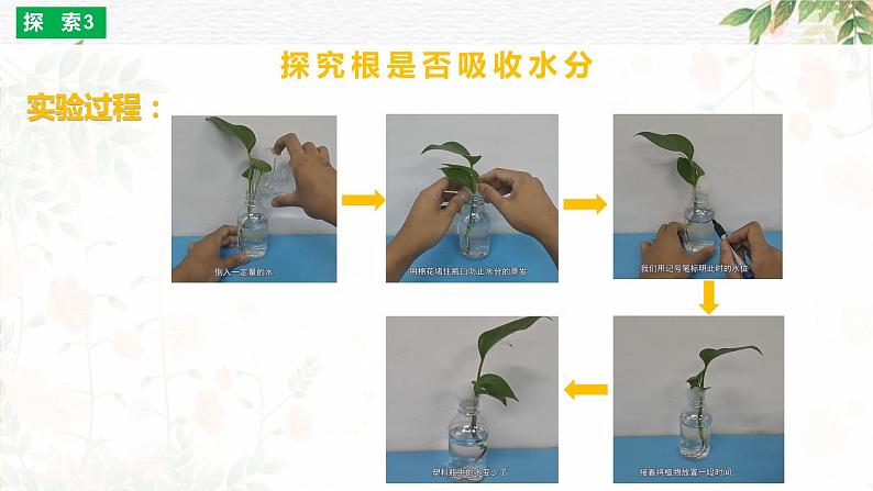 四年级教科版下册科学1.3种子长出了根教学课件第7页