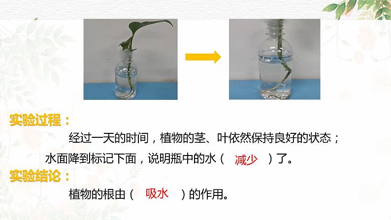 四年级教科版下册科学1.3种子长出了根教学课件第8页