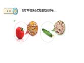 蘇教版三年級下冊科學(xué)1.1種子發(fā)芽了教學(xué)課件
