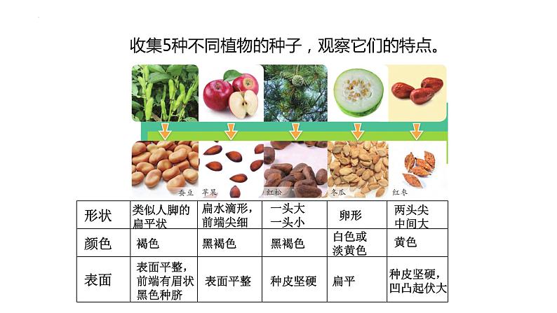 苏教版三年级下册科学1.1种子发芽了教学课件07