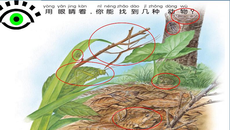 新苏教版科学一年级上册4认识感官课件C06