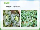 苏教版科学一年级上册7做个小侦探PPT课件A