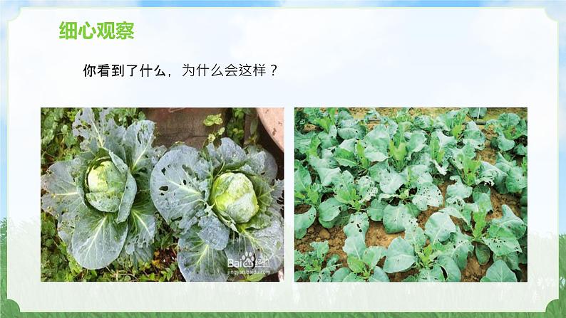 苏教版科学一年级上册7做个小侦探PPT课件B05