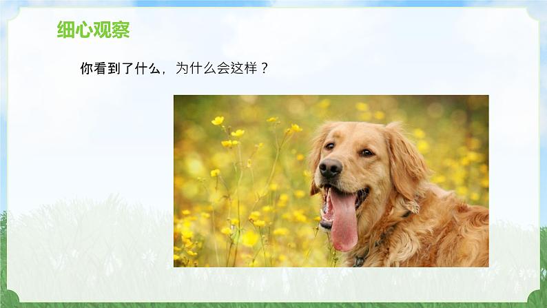 苏教版科学一年级上册7做个小侦探PPT课件B06