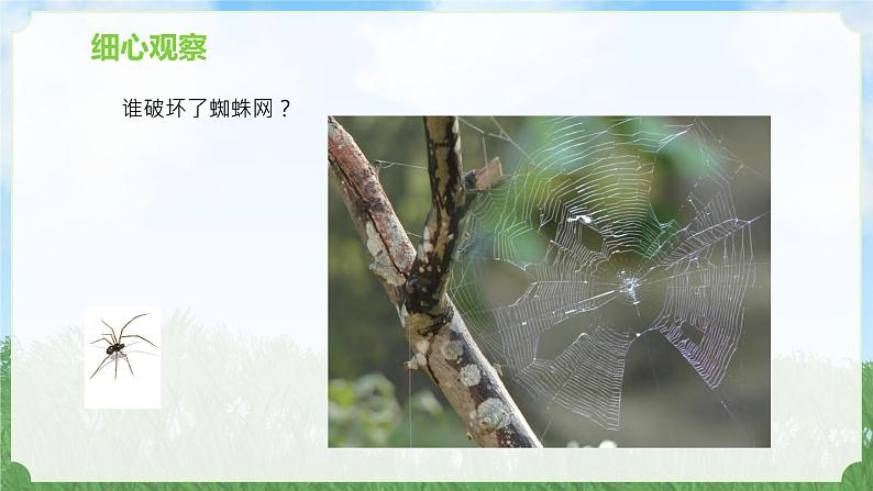 苏教版科学一年级上册7做个小侦探PPT课件B08