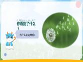 苏教版科学一年级上册7做个小侦探PPT课件C