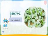 苏教版科学一年级上册7做个小侦探PPT课件C