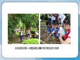 2.3《肥沃的土壤》课件+素材 苏版三年级科学上册（送教案）