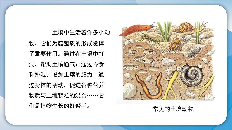 2.3《肥沃的土壤》课件+素材 苏版三年级科学上册（送教案）06