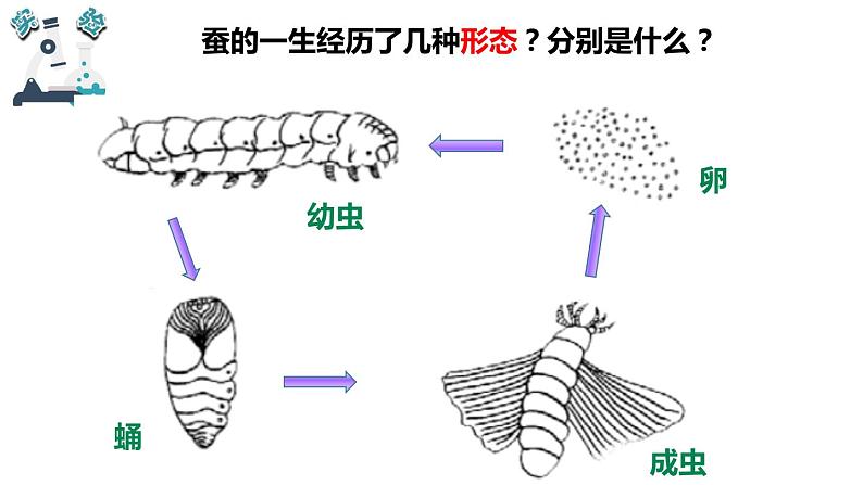 教科版小学科学三年级下册课件06