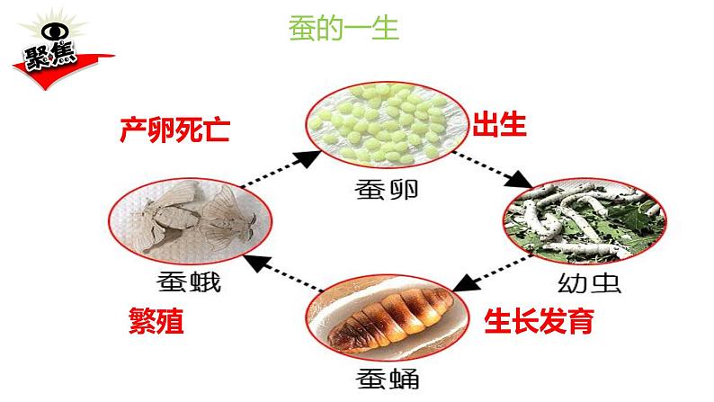 教科版小学科学三年级下册课件02