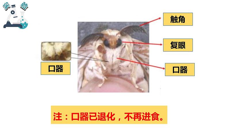 教科版小学科学三年级下册课件06