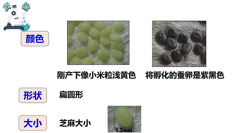 教科版小学科学三年级下册课件04