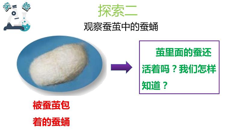 教科版小学科学三年级下册课件05