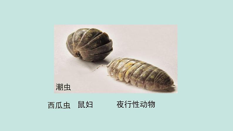 六年级2.7《昼夜和四季变化对生物的影响》课件+教学设计+素材08