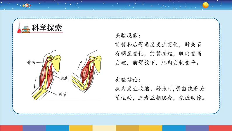 教科版五年级科学上册 4.2《身体的运动》教学PPT第5页