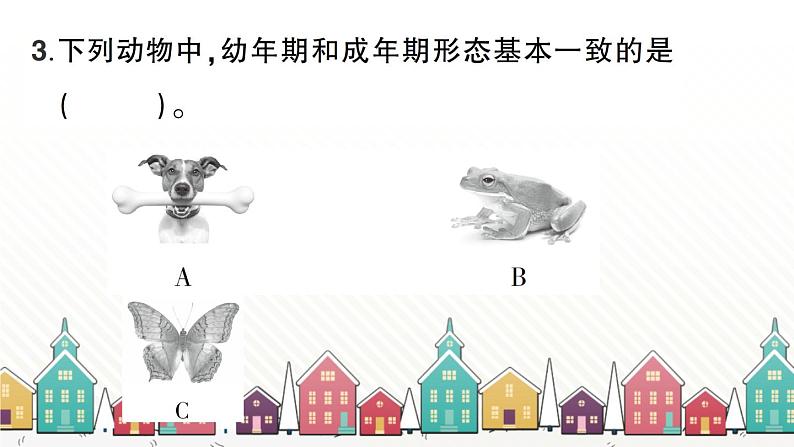 教科版(2017秋)科学三年级下册 第二单元 第八课 动物的一生习题课件07