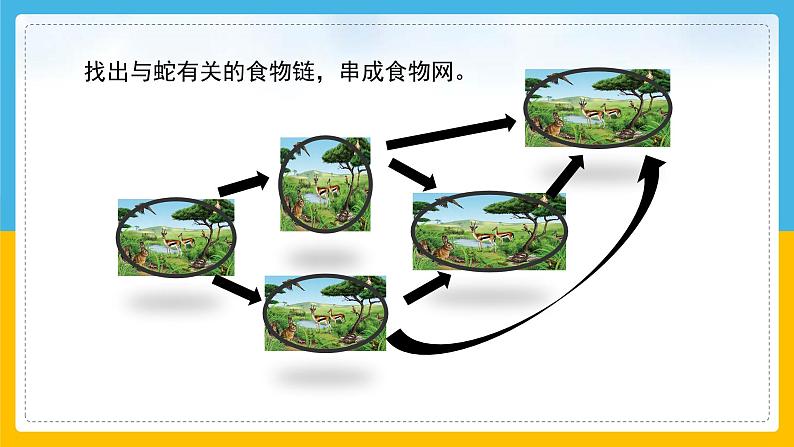 （2024）粤教版科学六年级下册-17《食物网中的生物》PPT课件07