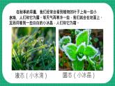 【核心素养】冀教版小学科学五年级下册 4.1  露和霜   课件+教案(含教学反思)