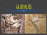 （2024）教科版版科学六年级下册-26《古代生物的多样性》PPT课件