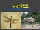 （2024）大象版科學(xué)六年級上冊-4-4《追根溯源》PPT課件