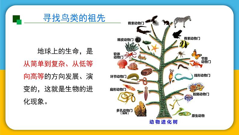 （2024）粤教版科学六年级上册-20《寻找生物进化的证据》PPT课件03