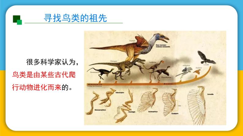 （2024）粤教版科学六年级上册-20《寻找生物进化的证据》PPT课件04