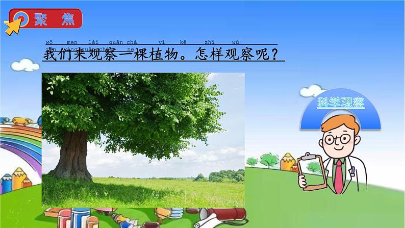 教科版（2017秋）小学科学一年级上册 1.2 观察一棵植物课件07